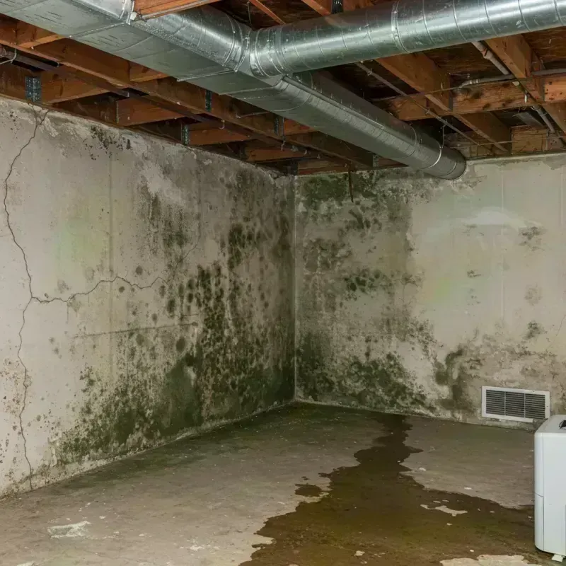 Professional Mold Removal in Pevely, MO